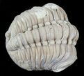Enrolled Lochovella (Reedops) Trilobite - Oklahoma #46031-1